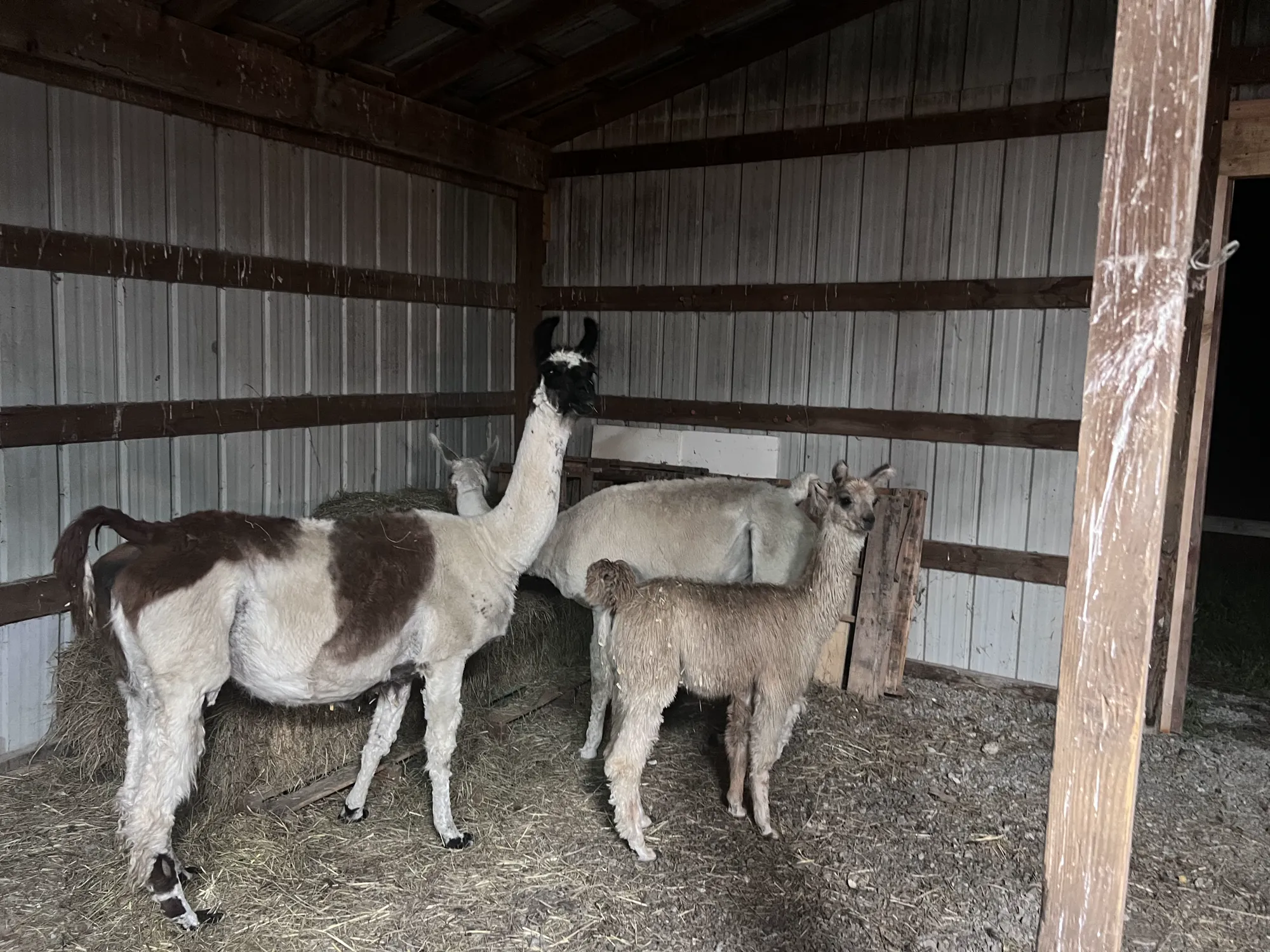 Three llamas standing together in a barn