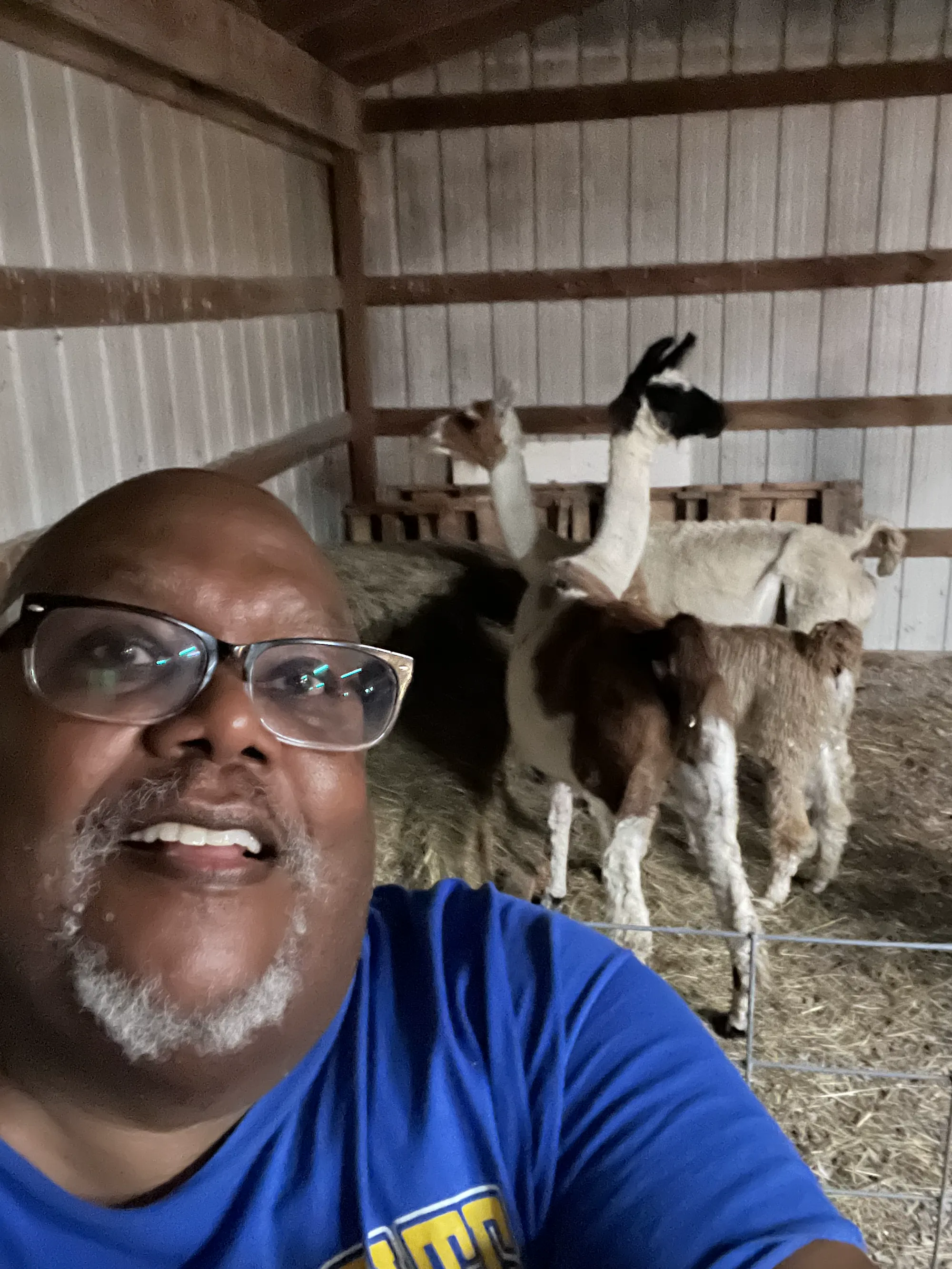 A selfie with llamas in the barn