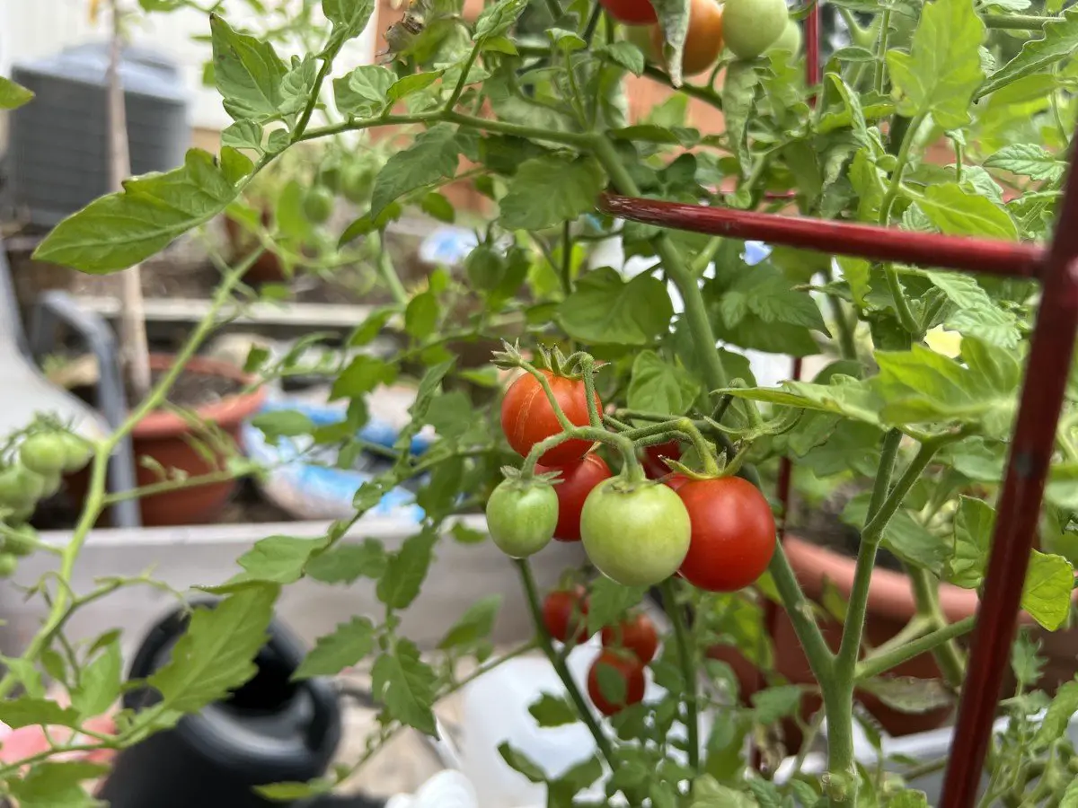 Starting a Veggie Garden After 50: A Beginner's Honest Guide