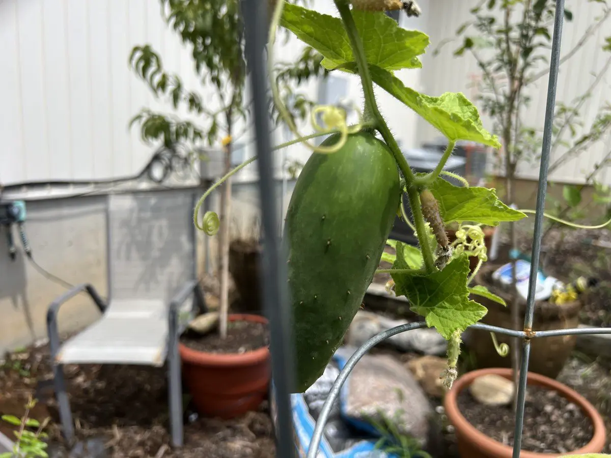 Fresh cucumber growing on the vine in a container garden