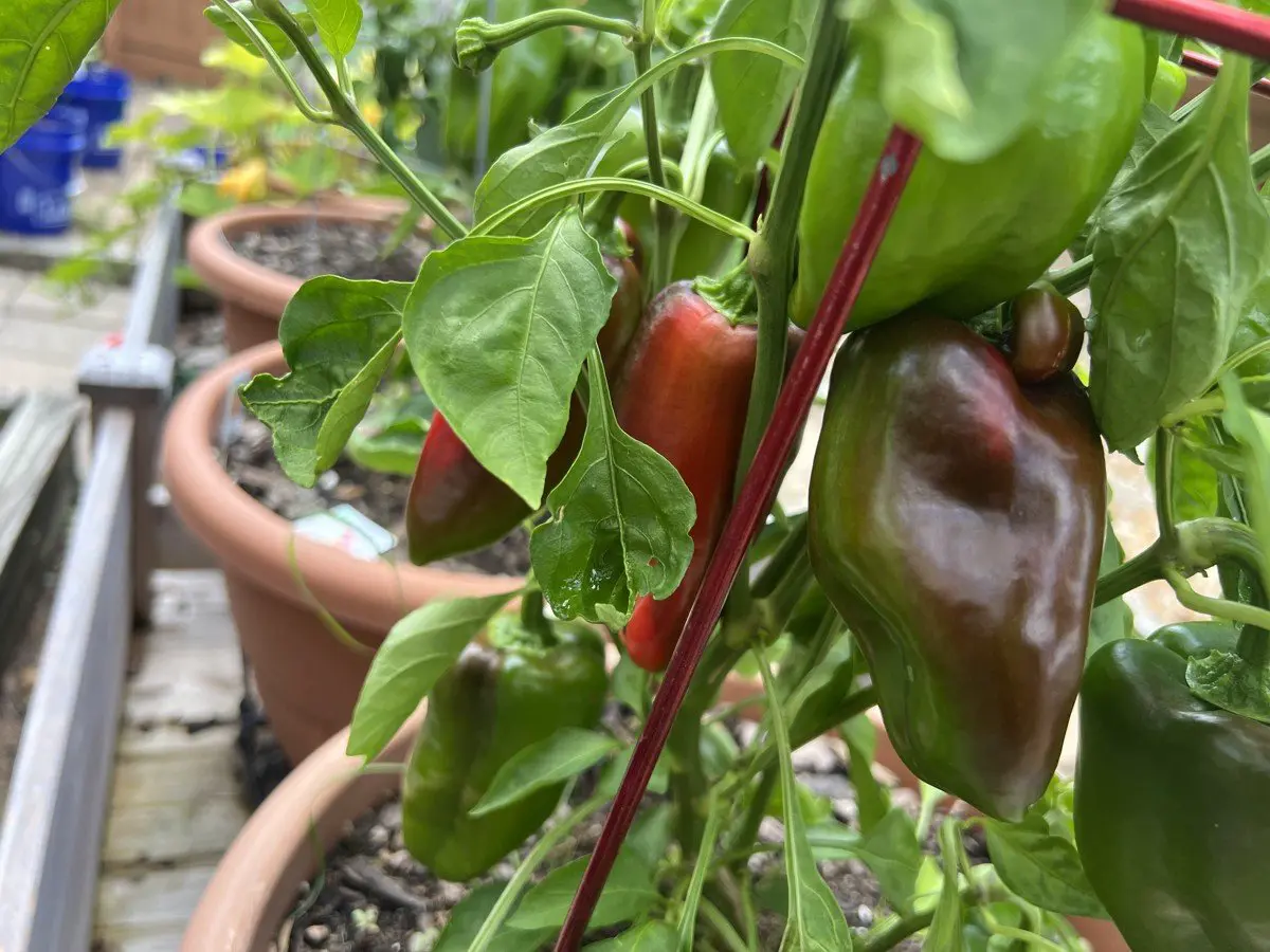Bell peppers ripening from green to red in terra cotta pots