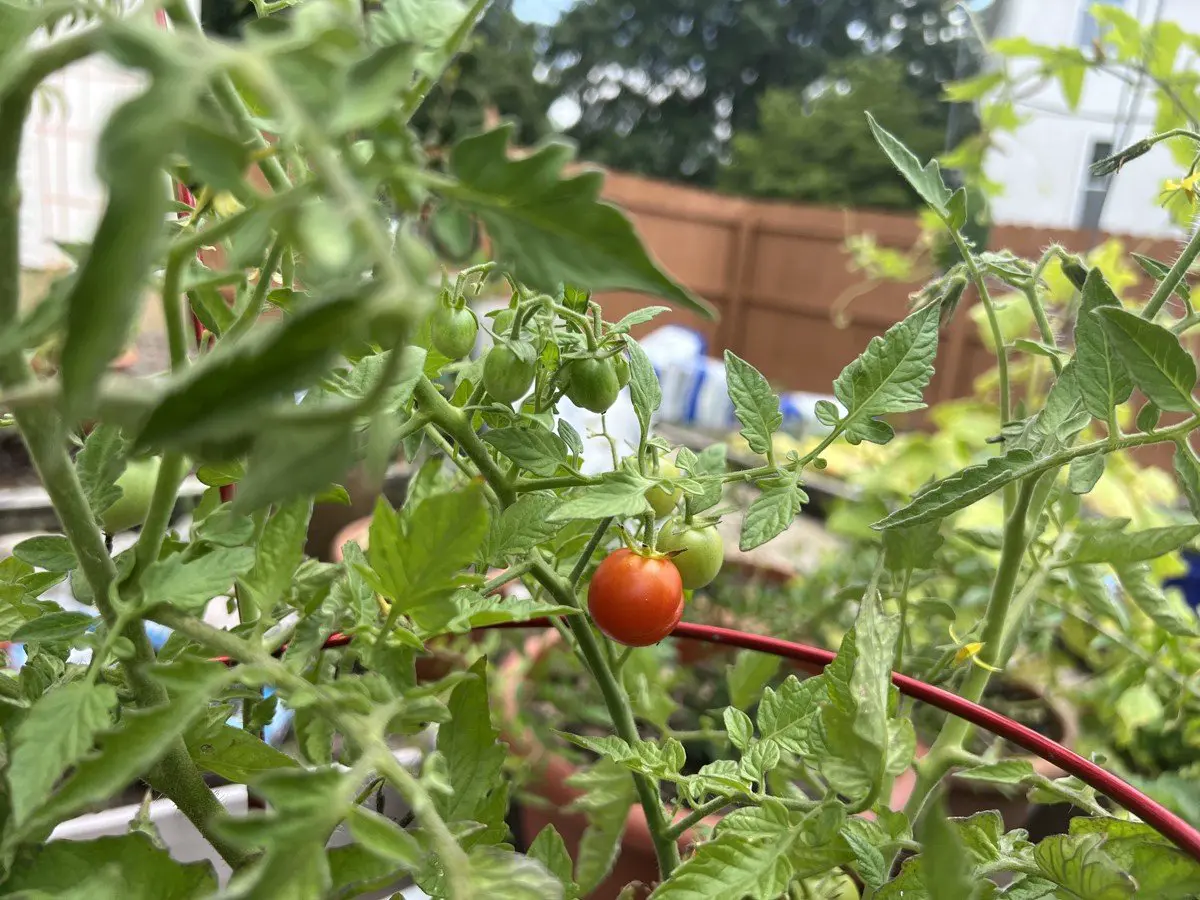 Cherry tomato plant with red and green tomatoes ripening on the vine