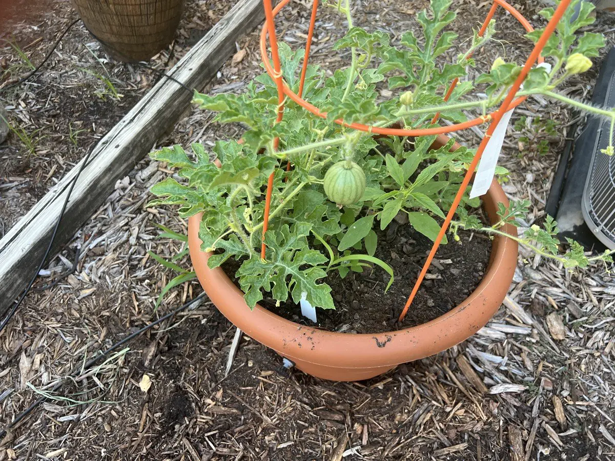 Small watermelon plant with fruit forming in an orange tomato cage