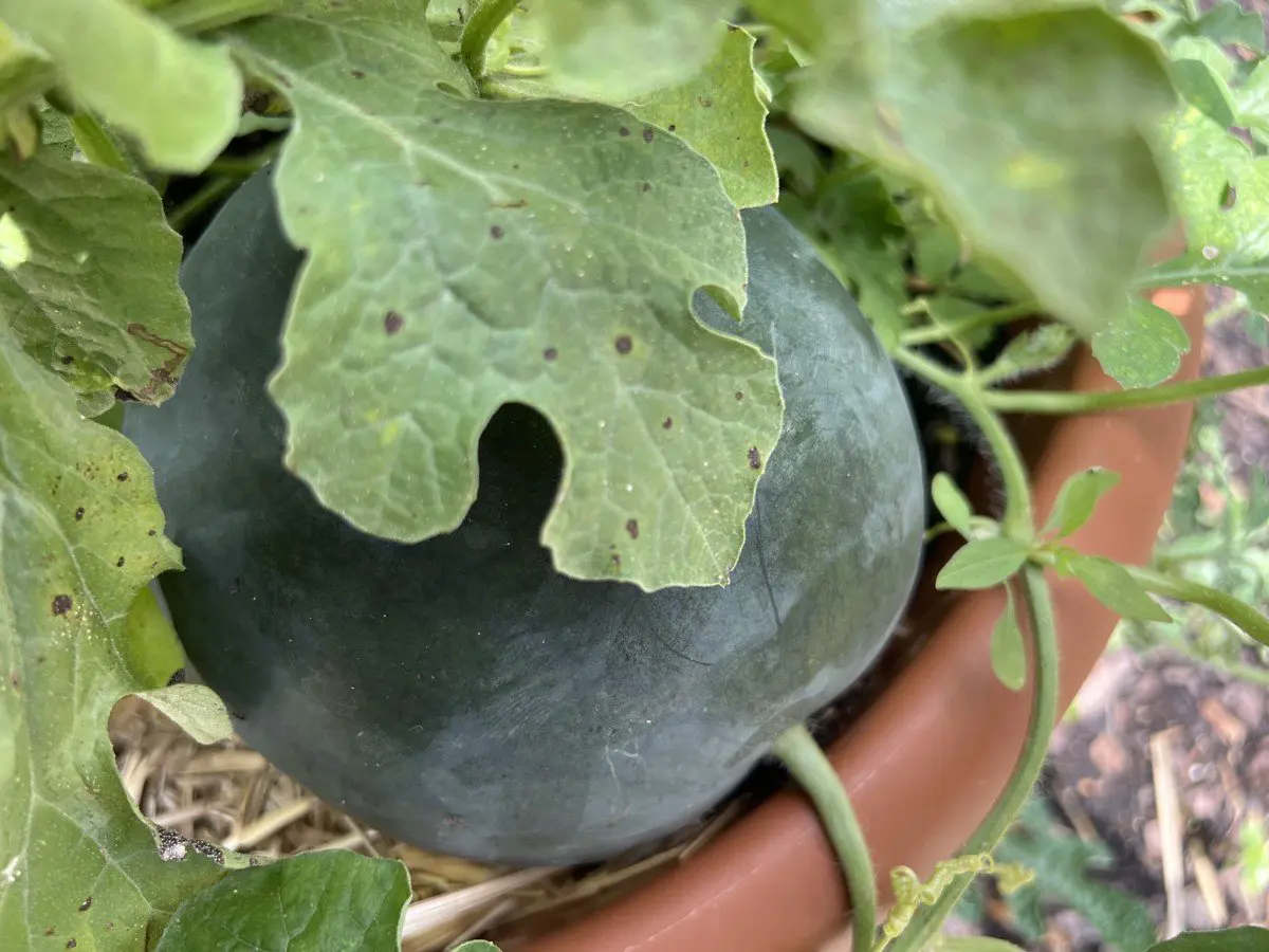 Watermelon growing in a container pot